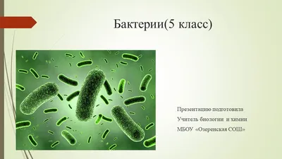 Бактерии Микробы Иконка — стоковая векторная графика и другие изображения  на тему Бактерия - Бактерия, Без людей, Биология - iStock