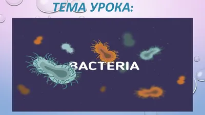Бактерии: роль в природе» — создано в Шедевруме