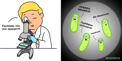 Презентация по биологии на тему \"Бактерии\" (5 класс)