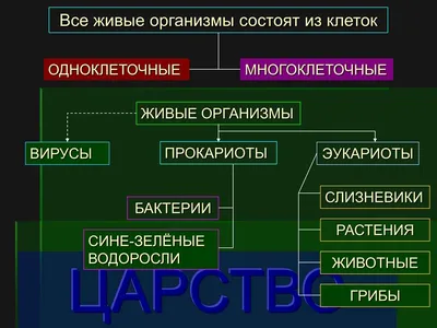 Доклад про бактерии (краткое сообщение) - Kratkoe.com