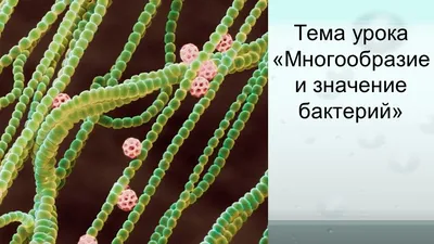 Вредные и полезные бактерии нашего кишечника! Предупрежден, значит  вооружен! ФАКТЫ, КОТОРЫЕ ВАС УДИВЯТ! | Виват Шпинат💥 | Дзен