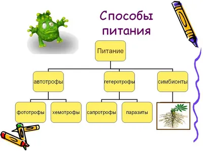 Фототрофные бактерии в стратифицируемых озерах среднего течения Р. Ик – тема  научной статьи по биологическим наукам читайте бесплатно текст  научно-исследовательской работы в электронной библиотеке КиберЛенинка