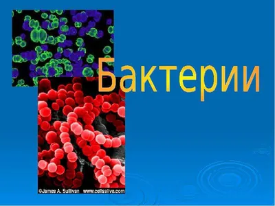 Рабочий лист по биологии на тему: Царство: Бактерии