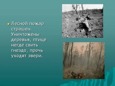 ИТОГИ конкурса «Сохраним лес от пожаров» » Музей истории города Заозерного