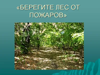 Картинки берегите лес (47 фото) » Юмор, позитив и много смешных картинок