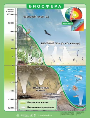 Биосфера | Природоведение, География мира, Преподавание географии