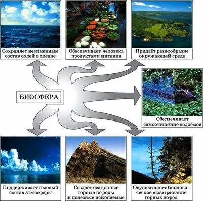 50. Биосфера и ее границы: *Границы биосферы