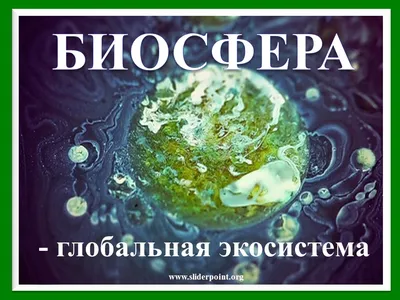 Презентация по географии на тему:\"Биосфера - сфера жизни\"