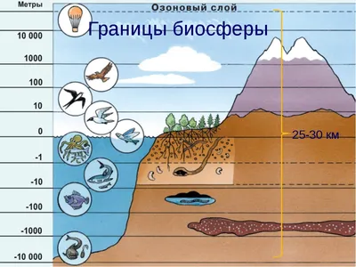 Биосфера – глобальная экосистема. (Лекция 6) - презентация онлайн