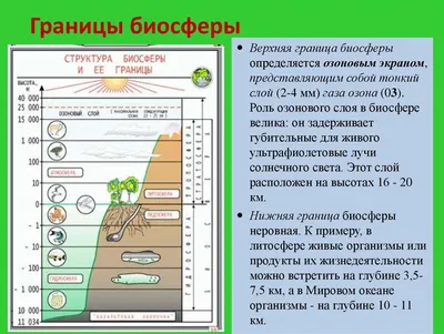 Биосфера и ее границы. Биомасса суши и океана • Биология, Экология •  Фоксфорд Учебник