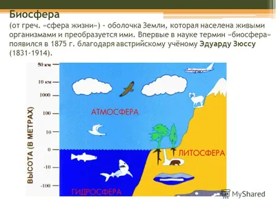 Презентация на тему: \"Биосфера, её структура и функции Презентация для  урока в 9 классе Автор: Панюшкина Елена Геннадьевна, учитель биологии МОУ  «Карагайлинская сош»\". Скачать бесплатно и без регистрации.