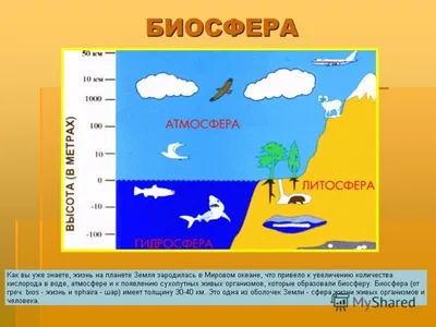 28. Биосфера — живая оболочка Земли © В мире географии