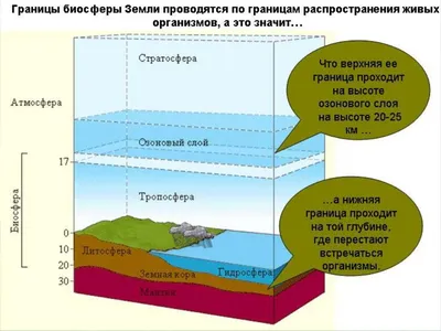 кроссенс на тему биосфера?помогите - Школьные Знания.com