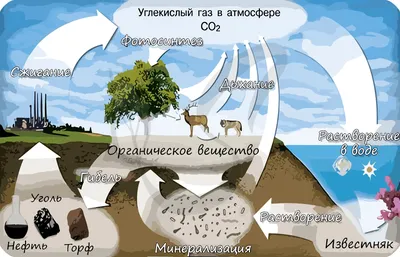 Презентация на тему: Биосфера и ее границы