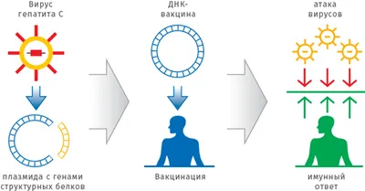 Концепция Вакцинации Детей Медицинская Иммунизация С Вакциной Для  Иллюстрации Детского Вектора Счастливый Здоровый Мальчик Вакциниров —  стоковая векторная графика и другие изображения на тему Афиша - iStock