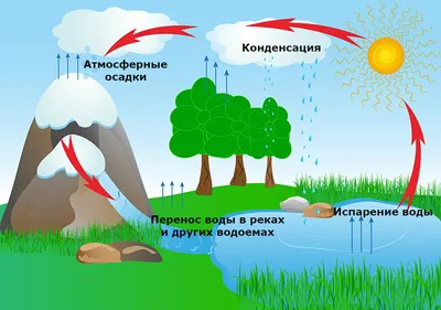 53. Круговорот веществ в биосфере: Круговорот воды