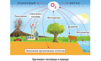 Урок окружающего мира на тему \"Круговорот воды в природе\" (3 класс)