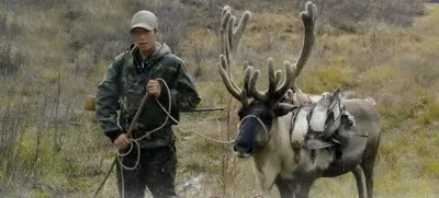 Охота на копытных животных запрещена в Алтайском крае