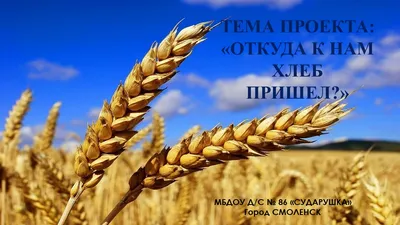 Конспект совместной деятельности с детьми 5–6 лет «Откуда хлеб пришел» (1  фото). Воспитателям детских садов, школьным учителям и педагогам - Маам.ру