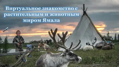 Миражи и реальность тундры – GoArctic.ru – Портал о развитии Арктики