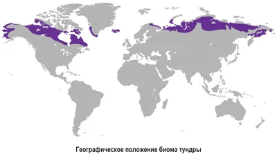 Природные зоны России: Тундра презентация, доклад, проект