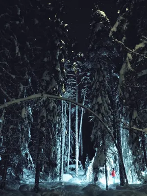 Ночной зимний лес | Пикабу
