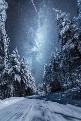 Рисунок зимний лес легкий карандашом - 77 фото