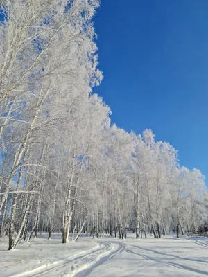 Рисунок зимний лес красками - 54 фото