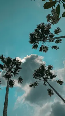 Фото на заставку телефона с пальмами и небом | Пейзажи, Живописные пейзажи,  Картины пейзажа