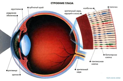 Консультация врача-офтальмолога и диагностика зрения в Нижнем Новгороде |  Клиника «Ника Спринг»