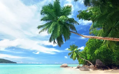 Картинки пальмы море океан (69 фото) » Картинки и статусы про окружающий  мир вокруг