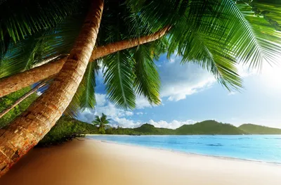Обои пальмы, пляж, берег, океан, отдых, остров, небо на рабочий стол