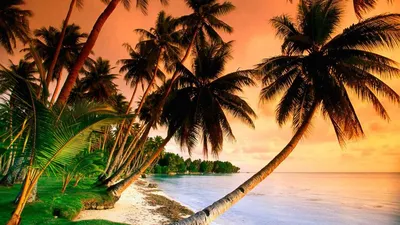 Пляж, пальмы, яркий солнечный день и красивый океан Стоковое Фото -  изображение насчитывающей напольно, ландшафт: 135122706