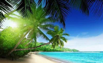Лазурный пляж с пальмами | Обои для телефона
