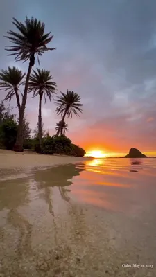 Обои фото Океан Пейзаж Большие пальмы 368x254 см 3Д Солнечный морской пляж  (736P8)+клей (ID#1754677243), цена: 1200 ₴, купить на Prom.ua