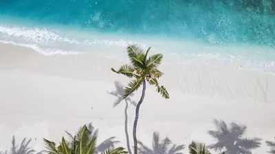 Берегу тропического острова. Пляж океан. Пальмы свисают воду Стоковое Фото  - изображение насчитывающей праздник, стойка: 176762842