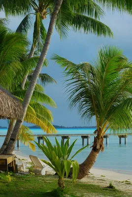 картинки : пляж, море, дерево, океан, отпуск, Зеленый, Лагуна, Остров,  Карибы, тропики, Пальма, Мальдивы, Древесное растение, Arecales, Семья  пальмовых 2016x3024 - - 999602 - красивые картинки - PxHere