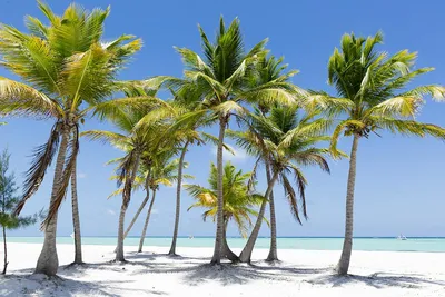 Картинки сейшельские острова, остров, индийский, океан, пальмы, скалы,  горы, небо, облака, пляж, природа - обои 2560x1440, картинка №93622