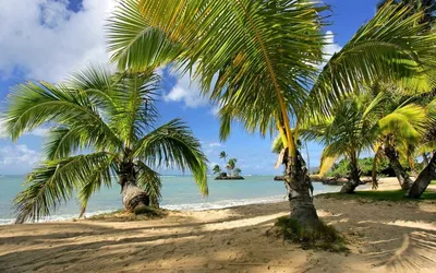Доминикана. Океан, пальмы, солнце и любовь. | Свадьба в Доминикане | Дзен