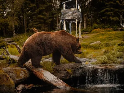 ❄️ Охота на медведя в берлоге зимой: сроки, способы, подготовка и  снаряжение|GetHunt