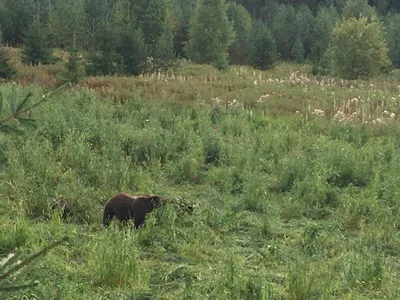 Охота на медведя открылась с 1 августа в Нижегородской области