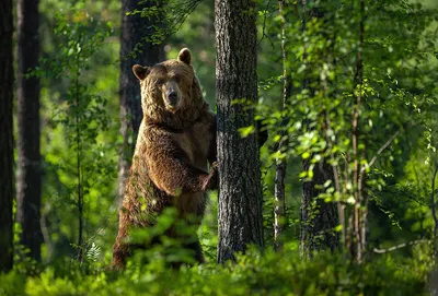Bear hunt in the Caucasus Mountains - YouTube