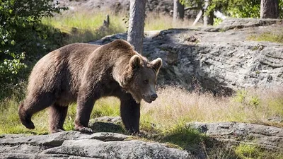Картина Охота на медведя из янтаря купить в Украине по привлекательной цене  — Amber Stone