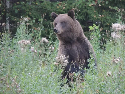 В 2022 году охота на медведя продлится до 31 декабря