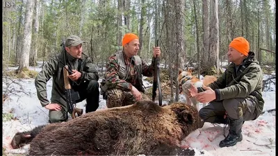 Размышления на тему охоты на медведя на овсах - Русский охотничий портал