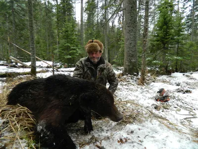 Весенняя охота на медведя стартовала в нижегородских лесах 21 марта - В  мире людей - Новости Живем в Нижнем
