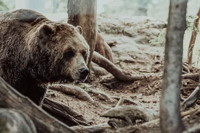 Картину Охота на медведя в России купить в интернет-магазине