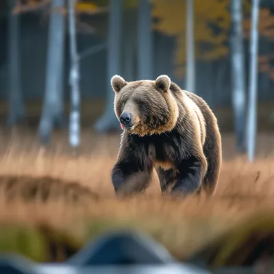 Охота на медведя - Охотники.ру
