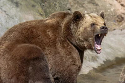 Бурый Медведь — Охота и рыбалка на Аляске