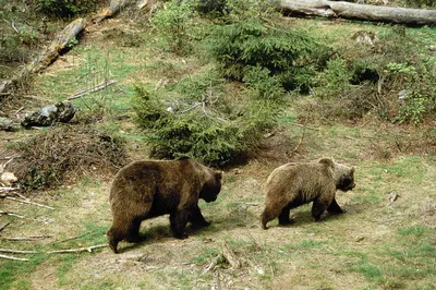 Охота на медведя и действия охотника